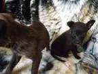 Adopt Mae s Puppies a German Shepherd Dog