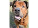 English Mastweiler DOG FOR ADOPTION RGADN-151385 - 1601-0435 War
