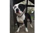 Unknown-American Pit Bull Terrier Mix DOG FOR ADOPTION RGADN-153