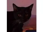 Adopt Granola a Black (Mostly) Domestic Shorthair  Mixed (short 
