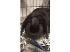 Adopt Georgiana a English Lop