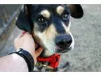 Meagle DOG FOR ADOPTION RGADN-329132 - Nana PinBea - Miniature P