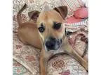 Boxador DOG FOR ADOPTION RGADN-301253 - Levi - Boxer  Labrador R