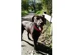 Adopt Kermit a Black Labrador Retriever  Mixed dog in Naperville
