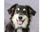 Adopt Brady a Sheltie Shetland Sheepdog  Spaniel (Unknown Type) 