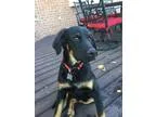 Adopt Charlie a Black - with Brown Red Golden Orange or Chestnut