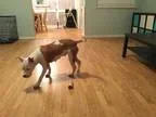 Adopt Sassy a White - with Tan Yellow or Fawn American Staffords