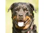 Adopt Foxy a Black - with Tan Yellow or Fawn Rottweiler  Mixed d