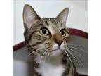 Adopt Nani a Domestic Short Hair