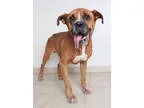 Boxer DOG FOR ADOPTION RGADN-337494 - Newman D161370 - Boxer (sh