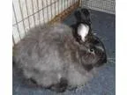 Adopt Clover and Rose a American