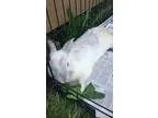 Adopt Ira a White American  Mixed (short coat) rabbit in Middlet