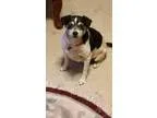 Adopt Chantel a Gray Blue or Silver Tabby Domestic Shorthair (sh