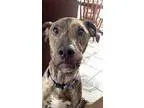 Whippet-Unknown Mix DOG FOR ADOPTION RGADN-326621 - Bo - Whippet