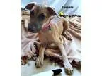 Unknown-Labrador Retriever Mix DOG FOR ADOPTION RGADN-359723 - A