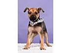 Adopt Rose a Black - with Tan Yellow or Fawn Terrier (Unknown Ty