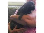 Shih Tzu DOG FOR ADOPTION RGADN-274807 - SAMMY (SRC1818) IN NC -