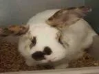 Adopt TOBY a OtherUnknown  Mixed (medium coat) rabbit in Murray 