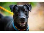 Labrador Retriever-Chinese Shar-Pei Mix DOG FOR ADOPTION RGADN-3