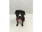 American Pit Bull Terrier DOG FOR ADOPTION RGADN-324940 - 1607-0
