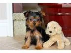 Perfect ACA Yorkshire Terrier Male Puppy 4 Sale