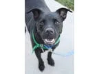Unknown-Labrador Retriever Mix DOG FOR ADOPTION RGADN-57928 - Pu