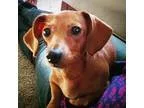 Adopt Dandy a Dachshund