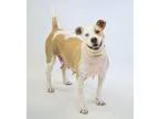 Unknown-American Pit Bull Terrier Mix DOG FOR ADOPTION RGADN-288
