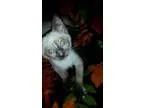 Adopt Wampa a Cream or Ivory (Mostly) Domestic Shorthair  Mixed 