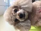 Poodle (Toy) DOG FOR ADOPTION RGADN-349994 - Widget - Poodle (To