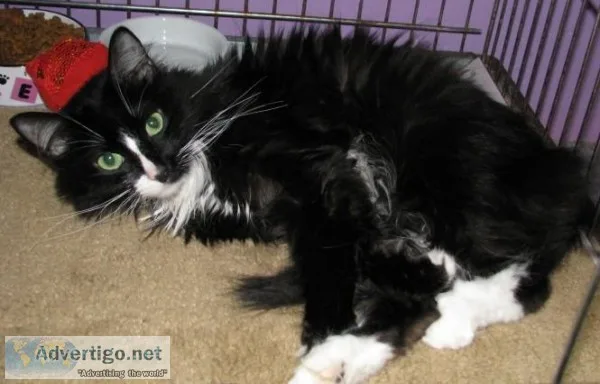 Linden - Female Domestic Longhair