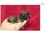 Whoopie Beautiful Female CKC Havapoo Smallest One