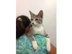 Adopt Chevy a Tabby - Grey