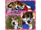 Keena - Female Domestic Shorthair