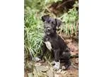 Adopt Rome and Paris(adoption pending) a Labrador Retriever