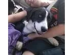 2014 Harley-Davidson FLHXS Street Glide Special 150 Bikes in inv
