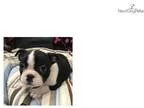 Frenchton (French Bulldog Boston Terrier)