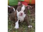 Brooks AKC