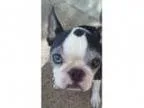 Adopt Lady KT a Boston Terrier