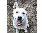 Adopt Mani a Husky