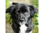 Adopt Dancer a Cocker Spaniel  Border Collie  Mixed dog in Newin