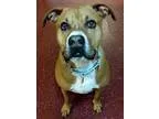 Unknown-American Pit Bull Terrier Mix DOG FOR ADOPTION RGADN-753