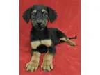 Large breed dog