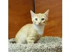Adopt Boots a Orange or Red (Mostly) Domestic Shorthair  Mixed c
