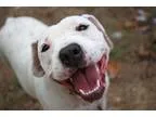 Adopt Terrific Tee Tee a White - with Brown or Chocolate America