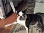 Adopt Buddy Holly a Boston Terrier
