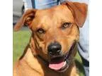 Adopt Rudy a Golden Retriever Yellow Labrador Retriever
