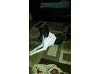 Unknown-Border Collie Mix DOG FOR ADOPTION RGADN-44351 - Bear Be