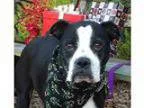 Adopt Nadia a Boston Terrier Boxer