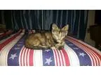 Adopt Jawa a Tortoiseshell Domestic Shorthair  Mixed (short coat